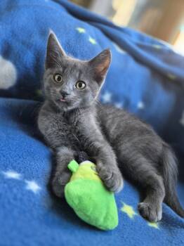C344 Litter Thunder -  Domestic Short Hair Cat for Adoption in Livonia, Michigan - C344 Litter Thunder | PetCurious