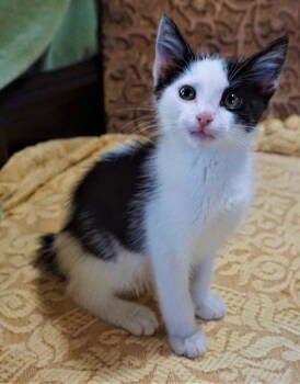 Rescue Domestic Medium Hair Cats for Adoption in Franklin, Tennessee - KITTEN MOONPIE | PetCurious