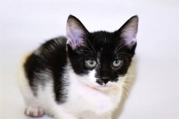 Domestic Short Hair Cats Available for Adoption in Fort Lauderdale, Florida - JUNY | PetCurious