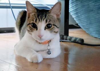 Rescue Domestic Short Hair Cats for Adoption in Union City, New Jersey - Priscilla | PetCurious