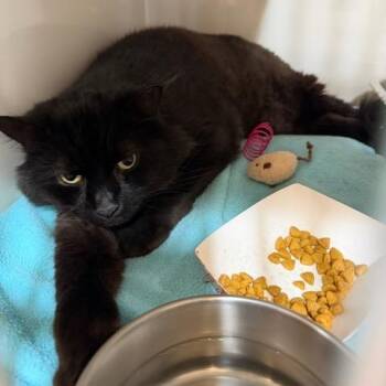 Max -  Domestic Long Hair Cat for Adoption in East Brunswick, New Jersey - Max | PetCurious
