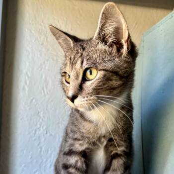 Rescue Domestic Short Hair Cats for Adoption in Richmond, Virginia - Cello | PetCurious