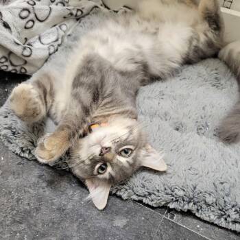 Tango -  Domestic Long Hair Cat for Adoption in Montreal, Quebec - Tango | PetCurious