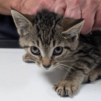 Dottie -  Domestic Short Hair Cat for Adoption in Canton, Illinois - Dottie | PetCurious