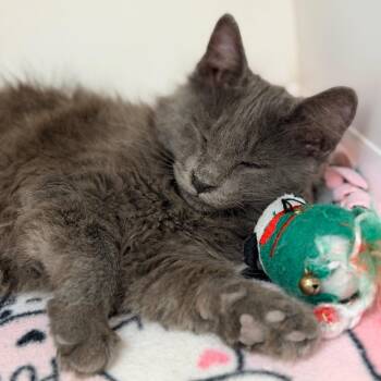 Toulouse -  Domestic Long Hair Cat Available for Adoption in Champaign, Illinois - Toulouse | PetCurious