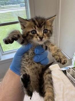 Spade -  Domestic Short Hair Cat for Adoption in Lafayette, Indiana - Spade | PetCurious