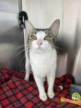 Chilli -  Domestic Short Hair Cat for Adoption in New Orleans, Louisiana - Chilli | PetCurious