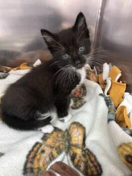 Blackberry -  Domestic Short Hair and Tuxedo Cat for Adoption in Greensboro, North Carolina - Blackberry | PetCurious
