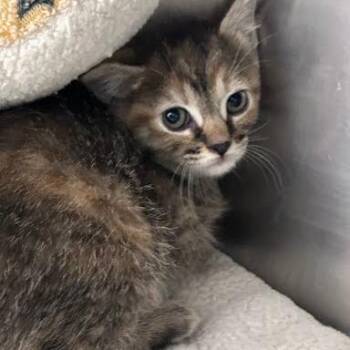 Clara Bow -  Domestic Short Hair Cat for Adoption in Jeffersonville, Indiana - Clara Bow | PetCurious