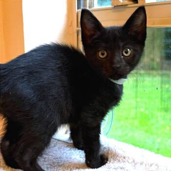 Will -  Domestic Short Hair Cat for Adoption in Webster, Texas - Will | PetCurious
