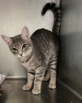 Louisa -  Domestic Short Hair Cat for Adoption in Cumming, Georgia - Louisa | PetCurious