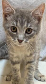 PATTON -  Domestic Short Hair Cat for Adoption in Elizabethton, Tennessee - PATTON | PetCurious
