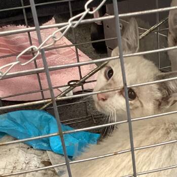 Mini Boss 1 -  Domestic Short Hair Cat for Adoption in Montgomery, Alabama - Mini Boss 1 | PetCurious