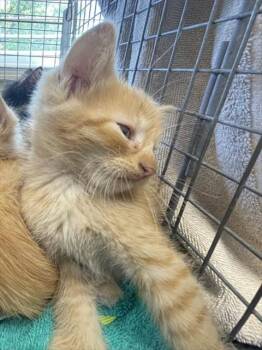 ROWENA -  Domestic Short Hair Cat for Adoption in Fort Myers, Florida - ROWENA | PetCurious