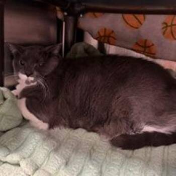 Kismet -  Domestic Short Hair Cat for Adoption in Las Vegas, Nevada - Kismet | PetCurious