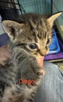 Diego -  American Shorthair Cat for Adoption in Shrewsbury, Massachusetts - Diego | PetCurious