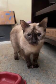 Trixie -  Siamese Cat for Adoption in Attalla, Alabama - Trixie | PetCurious