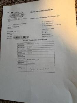 Domestic Short Hair Cats Available for Adoption - Maple | PetCurious