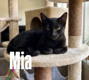Mia -  Domestic Short Hair Cat for Adoption in Chandler, Arizona - Mia | PetCurious