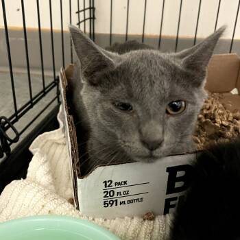 Rescue Domestic Short Hair Cats for Adoption in Branson, Missouri - Tyla | PetCurious