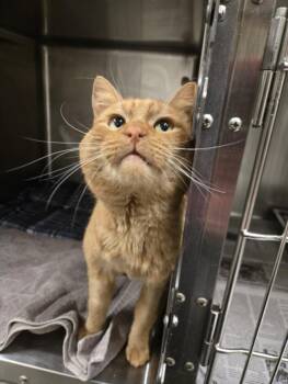 Domestic Short Hair Cats Available for Adoption in Hagerstown, Maryland - JACKAL | PetCurious