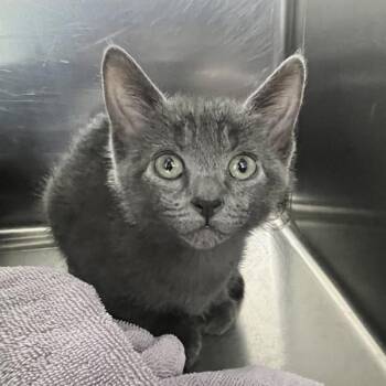 Hercules -  Domestic Short Hair Cat for Adoption in Sioux City, Iowa - Hercules | PetCurious