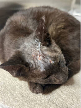 Rescue Domestic Short Hair Cats for Adoption in Blanchard, Oklahoma - Gandolf | PetCurious