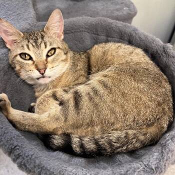 Chloe -  Domestic Short Hair Cat for Adoption in Columbia, Illinois - Chloe | PetCurious