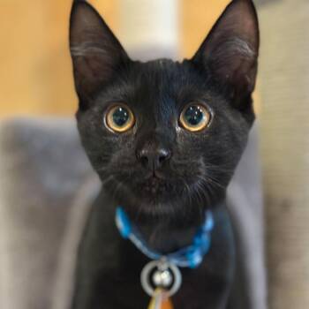 H213023 -  Domestic Short Hair Cat for Adoption in Port Washington, New York - H213023 | PetCurious