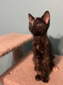 Tortoiseshell and Domestic Short Hair Cats Available for Adoption - Confetti | PetCurious