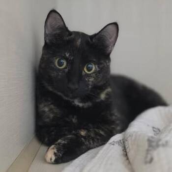 Domestic Short Hair Cats Available for Adoption in Fredericksburg, Virginia - Miniboss | PetCurious