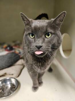 Grey Poupon -  Domestic Short Hair Cat Available for Adoption in Fort Collins, Colorado - Grey Poupon | PetCurious