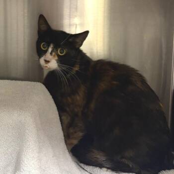 Feeney* -  Domestic Short Hair Cat for Adoption in San Gabriel, California - Feeney* | PetCurious