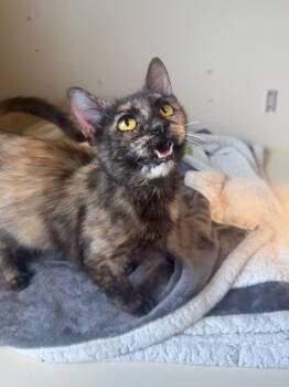 Domestic Short Hair Cats Available for Adoption in Fort Collins, Colorado - Ratatouille | PetCurious