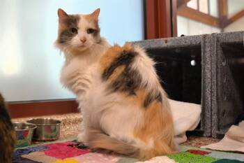 Rescue Domestic Long Hair Cats for Adoption in Colorado Springs, Colorado - CALI | PetCurious