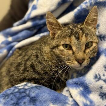 Rescue Domestic Short Hair Cats for Adoption in Sheboygan, Wisconsin - Caterpillar | PetCurious
