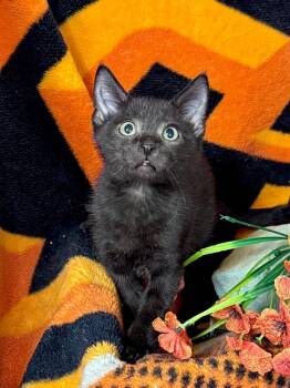 5/22/26 Zappy -  Domestic Short Hair Cat for Adoption in Stillwater, Oklahoma - 5/22/26 Zappy | PetCurious