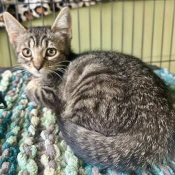 McGuire -  Domestic Long Hair and Domestic Short Hair Cat for Adoption in East Montpelier, Vermont - McGuire | PetCurious