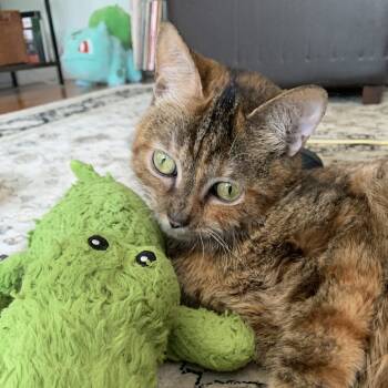 Rescue Domestic Short Hair Cats for Adoption in Chicago, Illinois - Fink | PetCurious