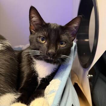 Skunk -  Domestic Short Hair Cat for Adoption in New York, New York - Skunk | PetCurious