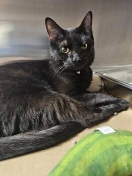 Nyx -  Domestic Short Hair Cat for Adoption in Kennewick, Washington - Nyx | PetCurious