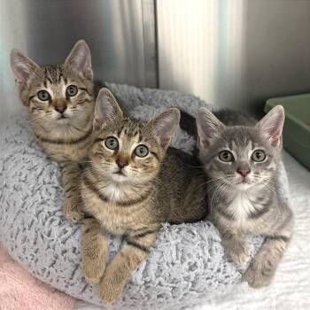 Beast Boy -  Domestic Short Hair Cat for Adoption in Fort Lauderdale, Florida - Beast Boy | PetCurious
