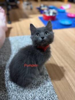 Sunflower K4 Pumpkin -  Domestic Medium Hair Cat for Adoption in Sherwood, Oregon - Sunflower K4 Pumpkin | PetCurious