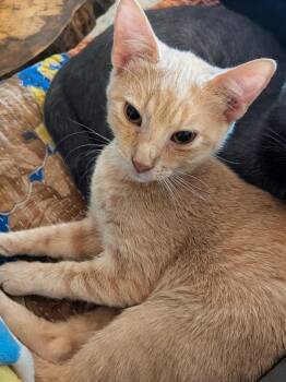 Rescue Domestic Short Hair Cats for Adoption in Grovetown, Georgia - Flash | PetCurious