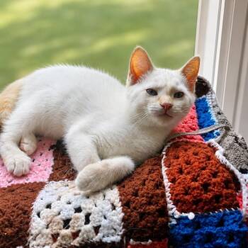 Phoenix -  Domestic Short Hair Cat for Adoption in Springfield, Ohio - Phoenix | PetCurious