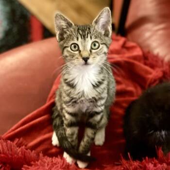 Rescue Domestic Short Hair Cats for Adoption in Los Angeles, California - Gummy Bear | PetCurious