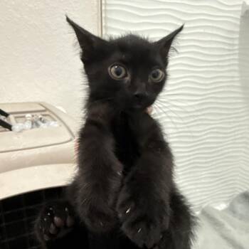 Iams -  Domestic Short Hair Cat for Adoption in NEW PT RICHEY, Florida - Iams | PetCurious