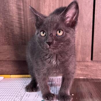 Rescue Domestic Short Hair Cats for Adoption in Stoughton, Wisconsin - GloRilla | PetCurious