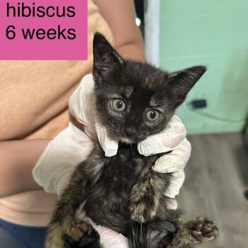 Hibiscus -  Domestic Short Hair Cat for Adoption in Tampa, Florida - Hibiscus | PetCurious