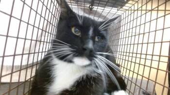 NEMO -  Domestic Short Hair Cat for Adoption in Doral, Florida - NEMO | PetCurious
